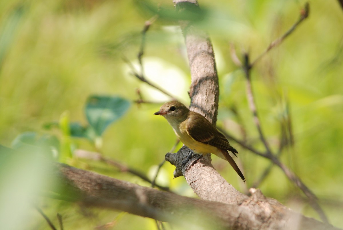 Lemon-bellied Flyrobin - ML638149316