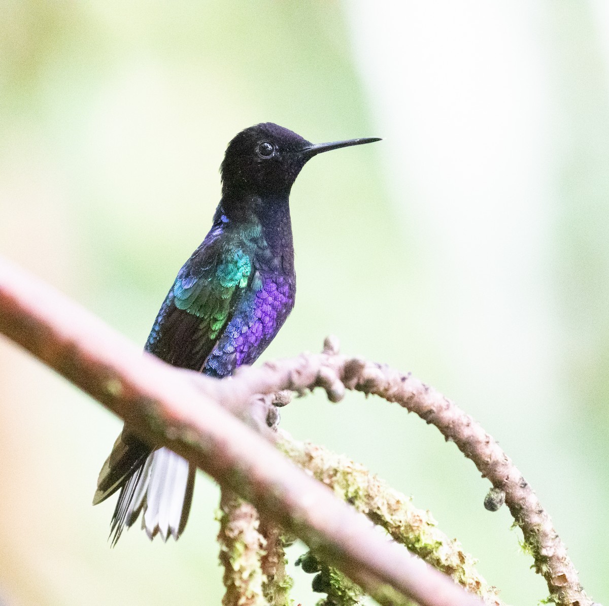 Velvet-purple Coronet - ML638149334