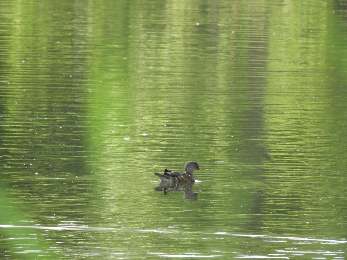 Mandarin Duck - ML638149393