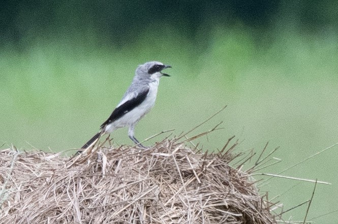 Loggerhead Shrike - ML638149444