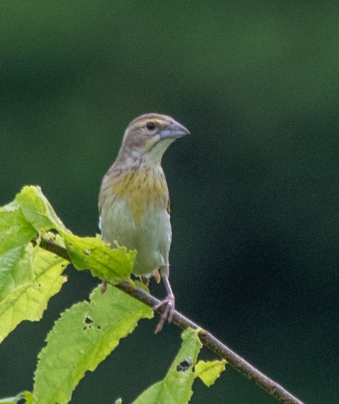Dickcissel - ML638149456