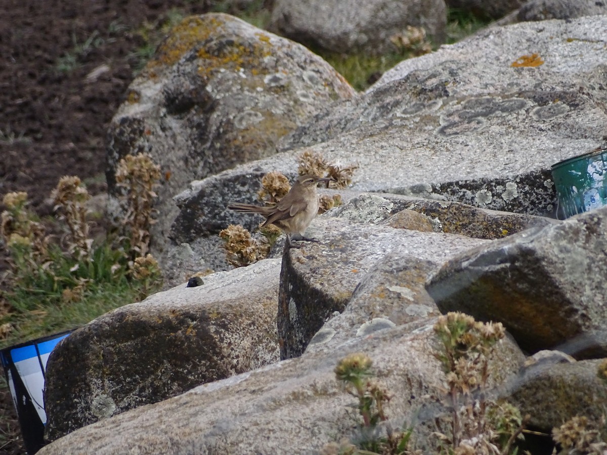 Buff-breasted Earthcreeper - ML638149460