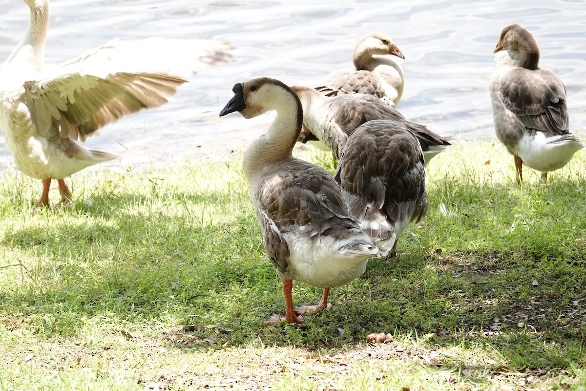 Swan Goose (Domestic type) - ML638149537