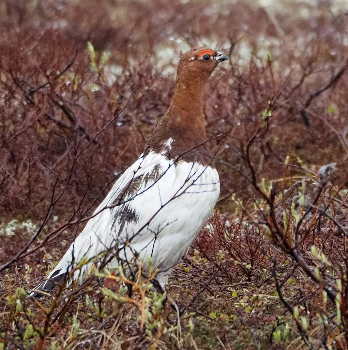 Moorschneehuhn - ML638149547