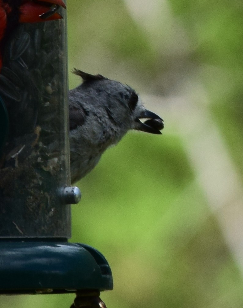 Black-crested Titmouse - ML638149580