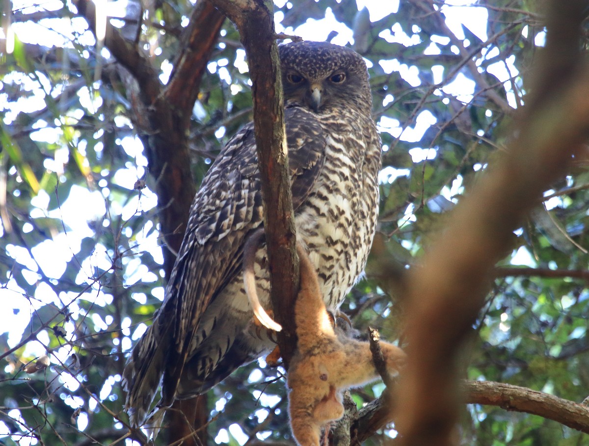Powerful Owl - ML638149597