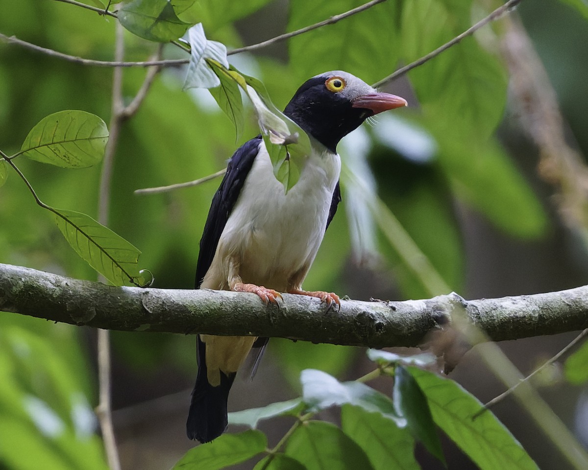 Red-billed Helmetshrike - ML638149601