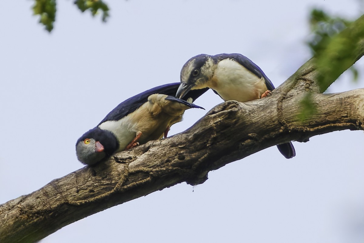 Red-billed Helmetshrike - ML638149602
