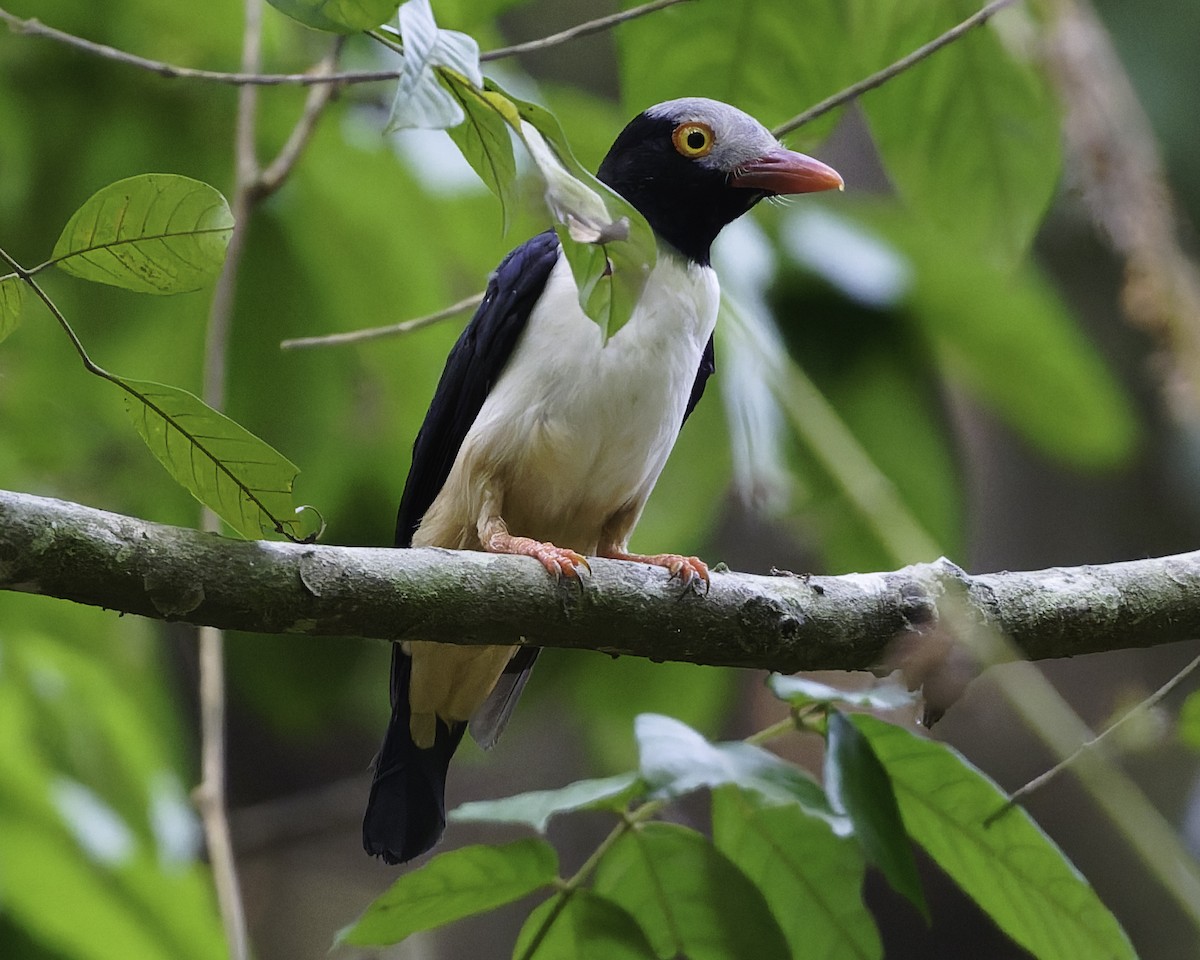Red-billed Helmetshrike - ML638149603