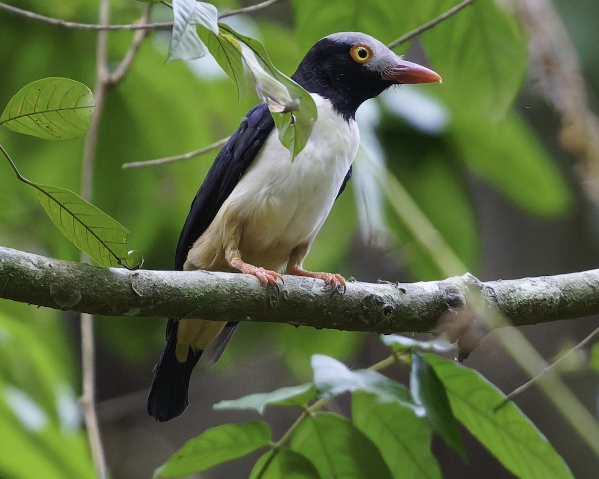 Red-billed Helmetshrike - ML638149606