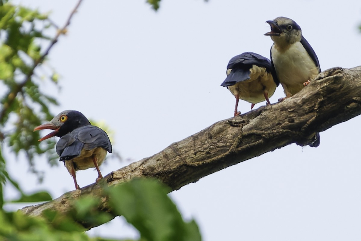 Red-billed Helmetshrike - ML638149607