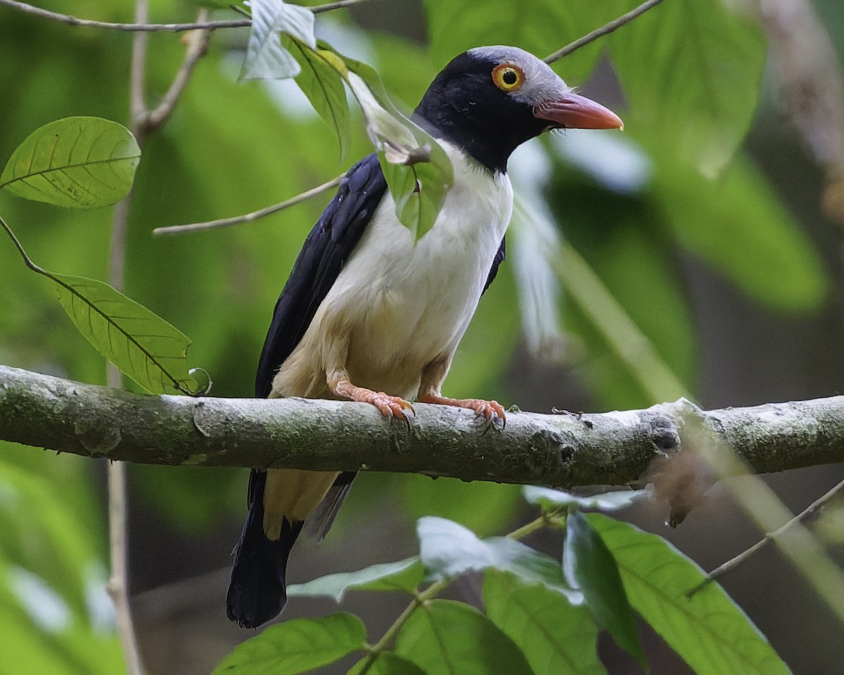 Red-billed Helmetshrike - ML638149608