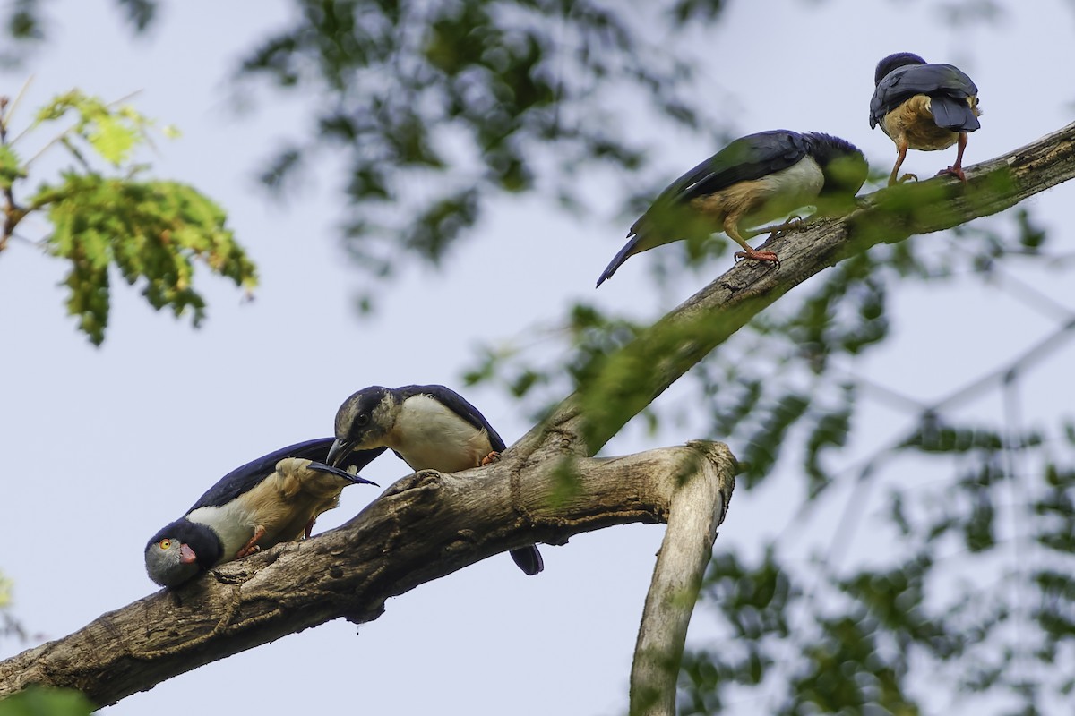 Red-billed Helmetshrike - ML638149609
