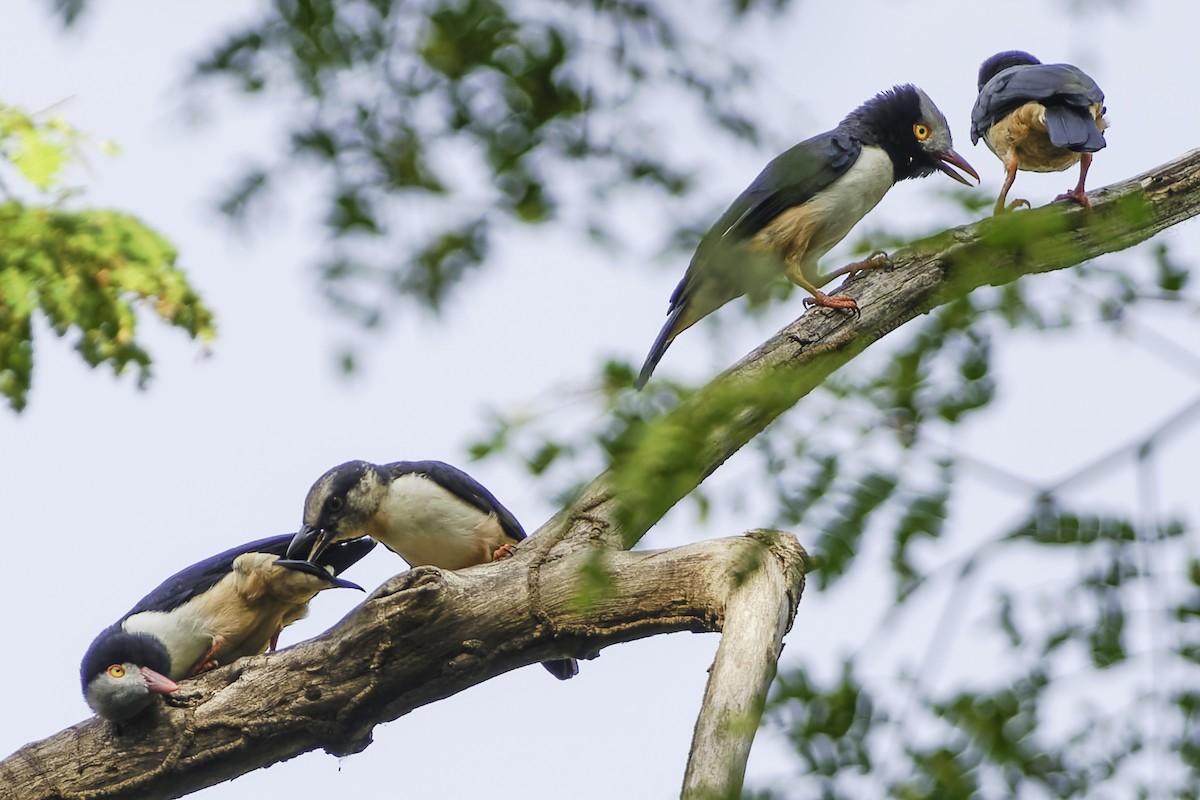 Red-billed Helmetshrike - ML638149610