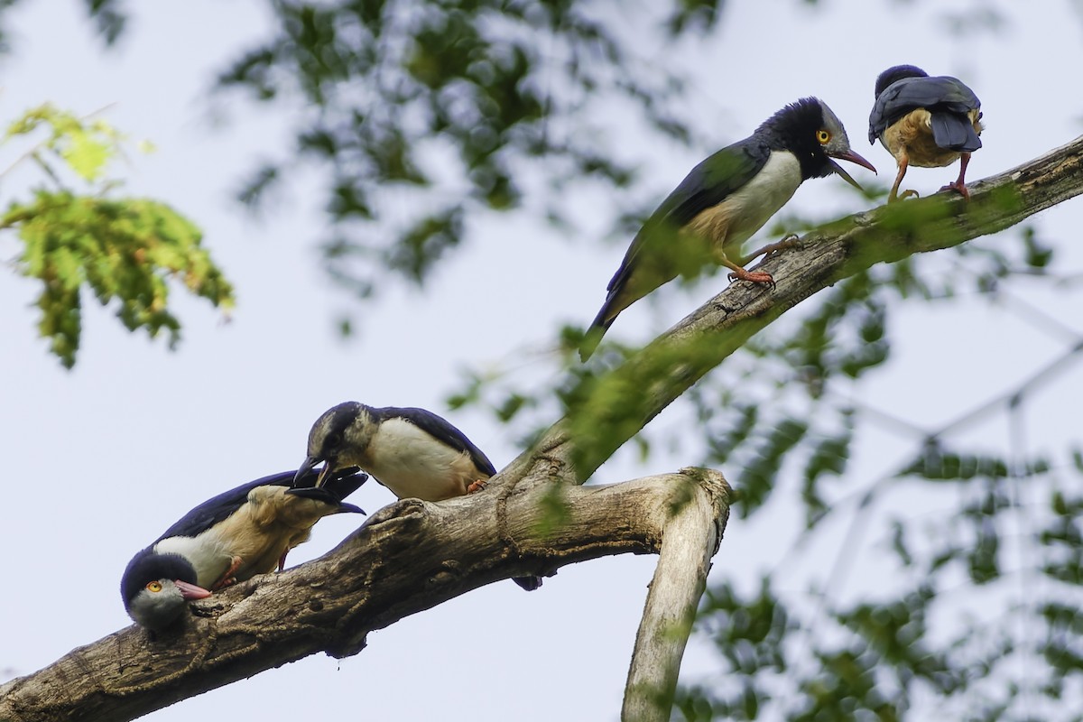 Red-billed Helmetshrike - ML638149611