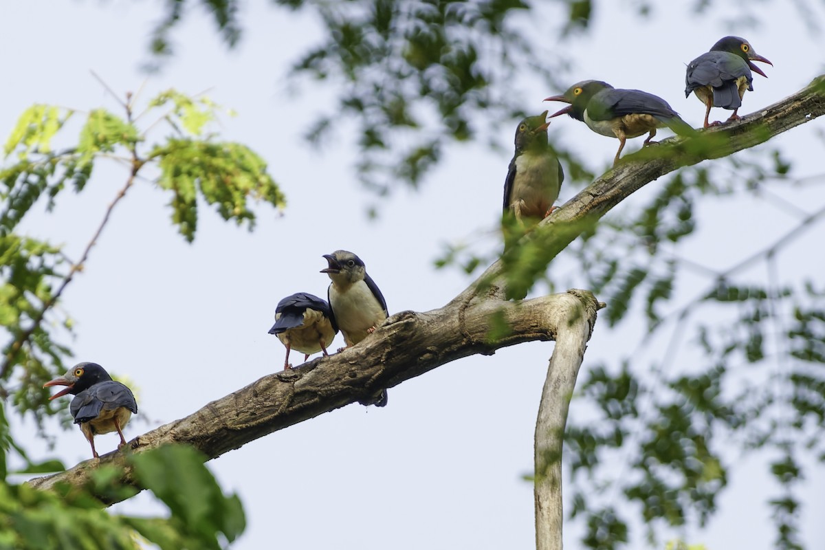 Red-billed Helmetshrike - ML638149612