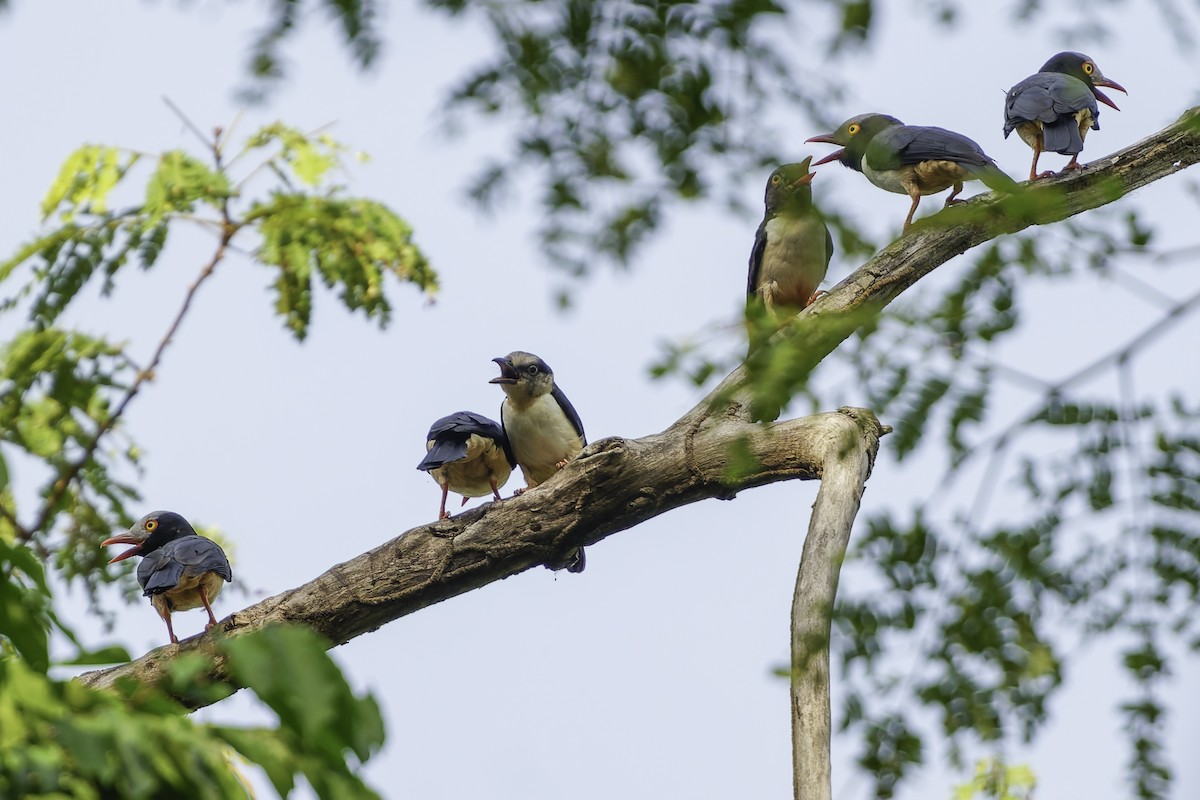 Red-billed Helmetshrike - ML638149613
