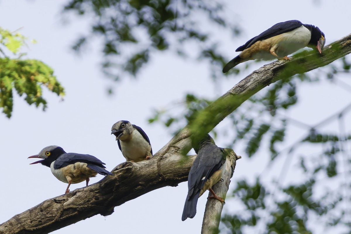 Red-billed Helmetshrike - ML638149614