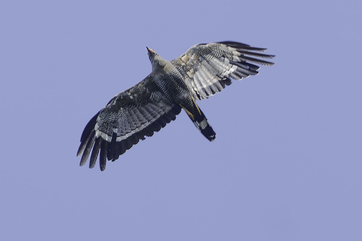 African Harrier-Hawk - ML638149623