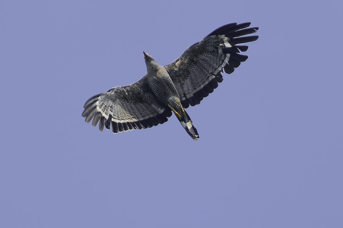 African Harrier-Hawk - ML638149624