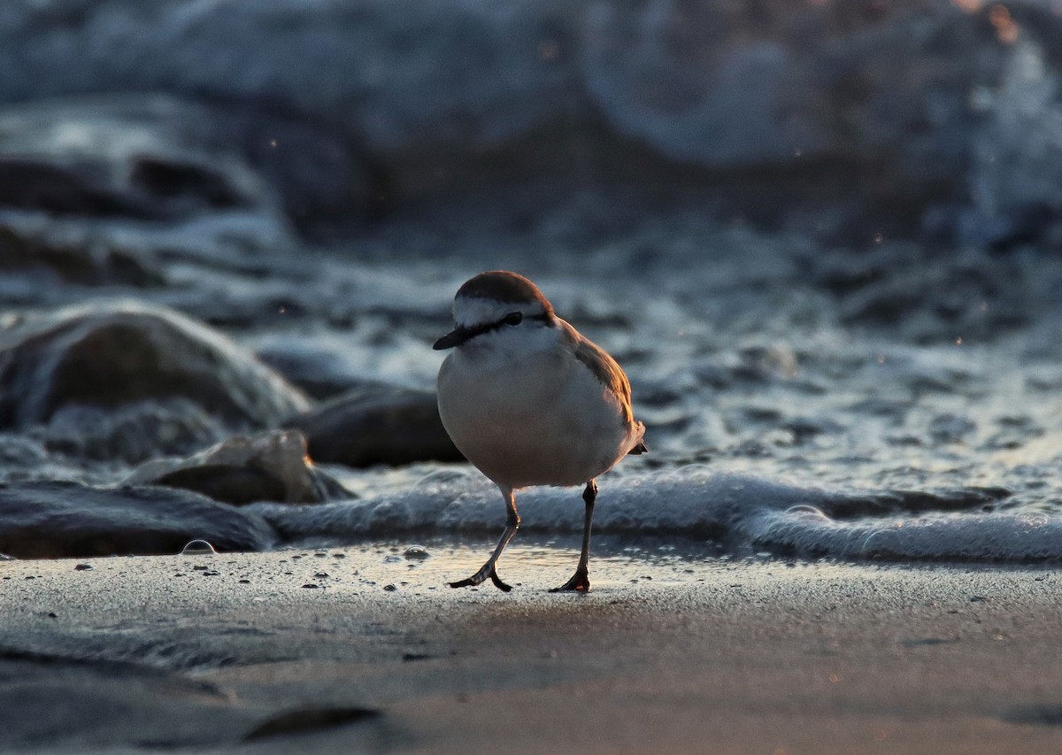White-fronted Plover - ML638149657