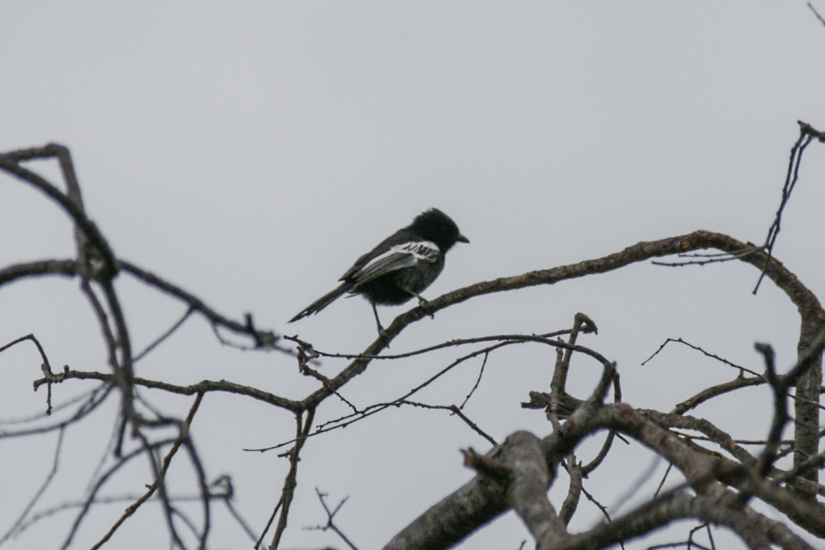 Southern Black-Tit - ML638149679