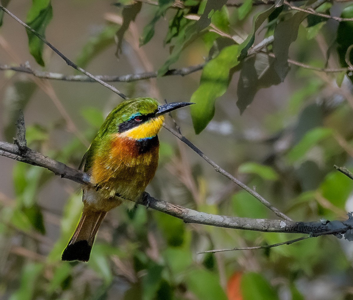 Little Bee-eater - ML638149755