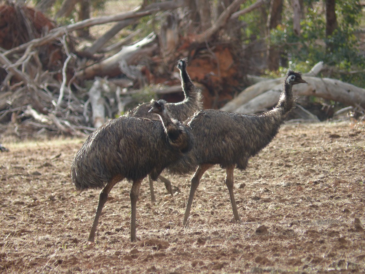 Emu - ML638149797