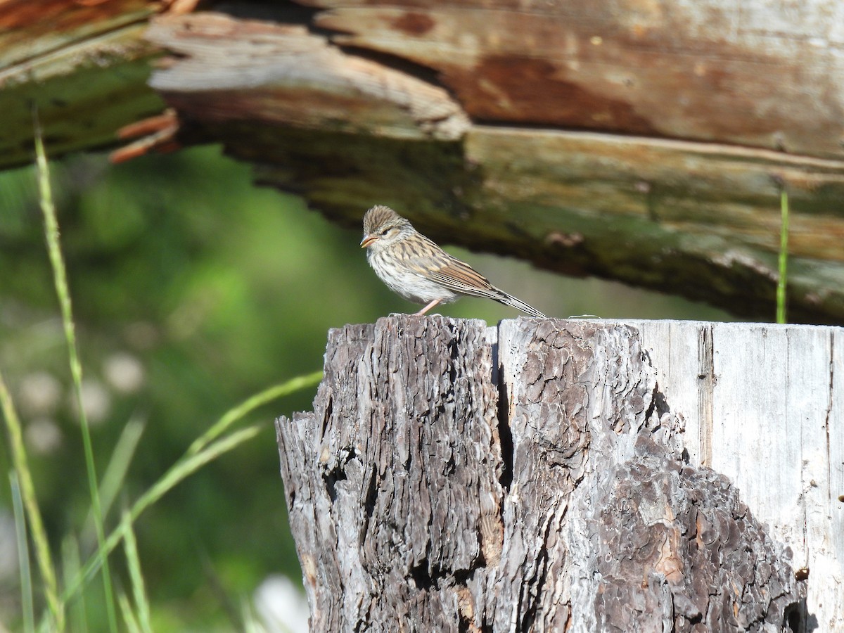 Chipping Sparrow - ML638149800