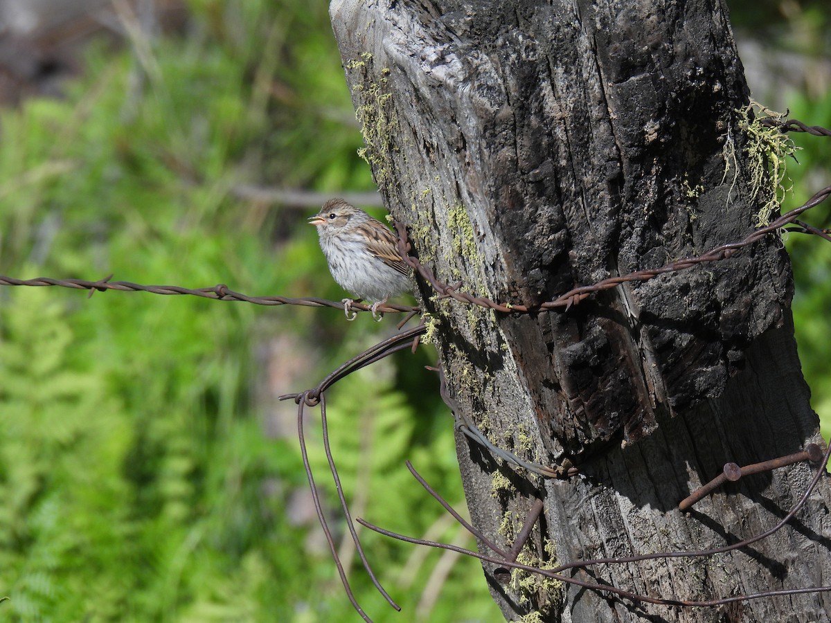 Chipping Sparrow - ML638149801