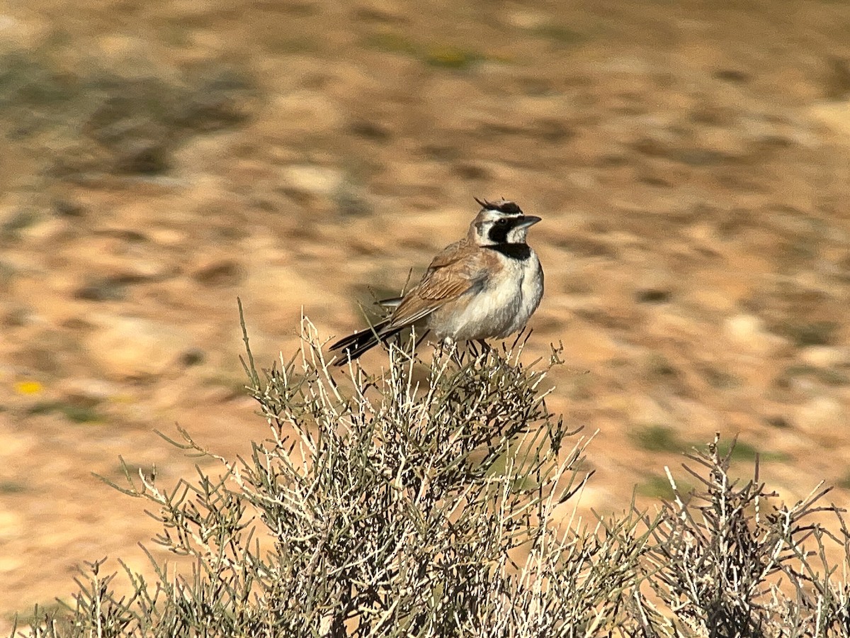 Temminck's Lark - ML638149819