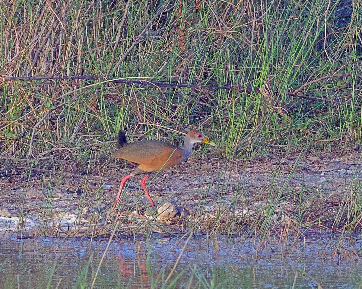 Russet-naped Wood-Rail - ML638149858
