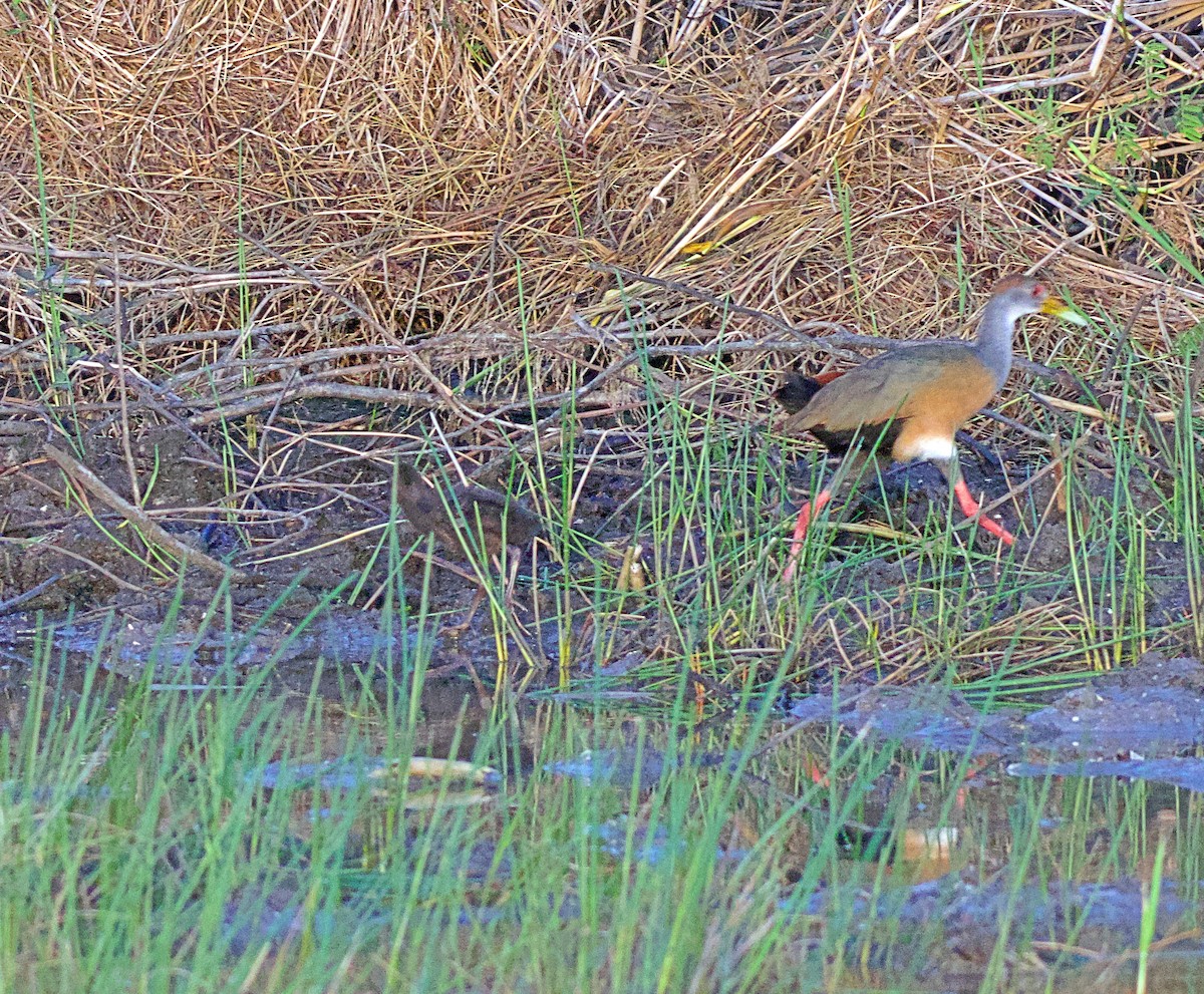 Russet-naped Wood-Rail - ML638149859
