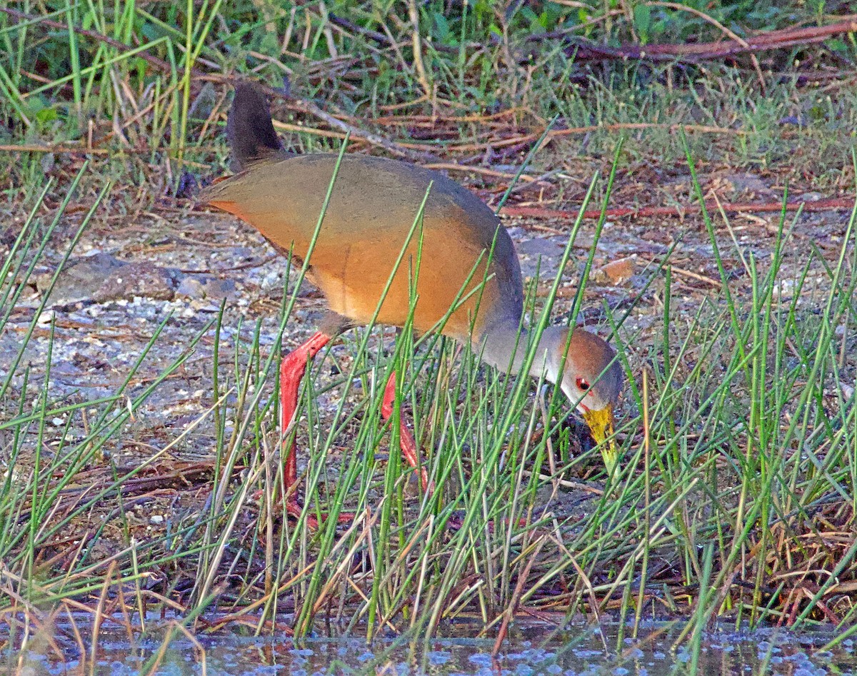 Russet-naped Wood-Rail - ML638149860