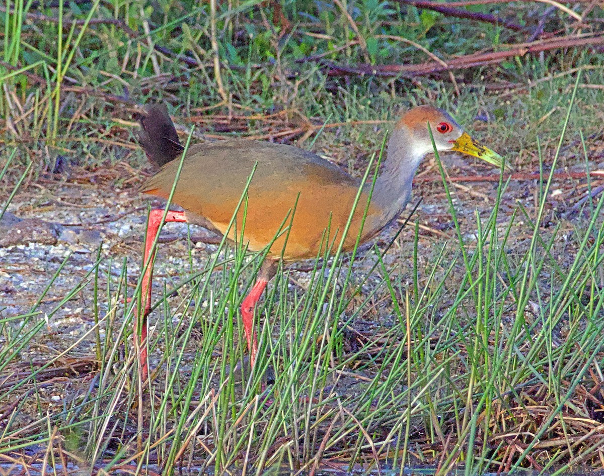 Russet-naped Wood-Rail - ML638149861