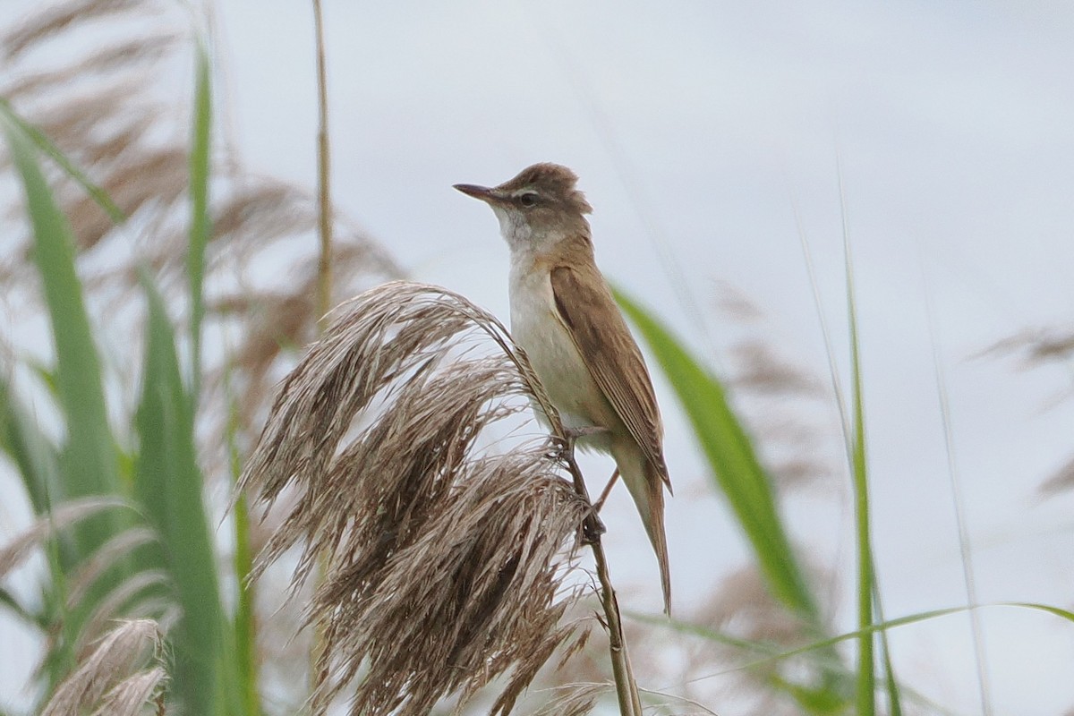 Great Reed Warbler - ML638149866
