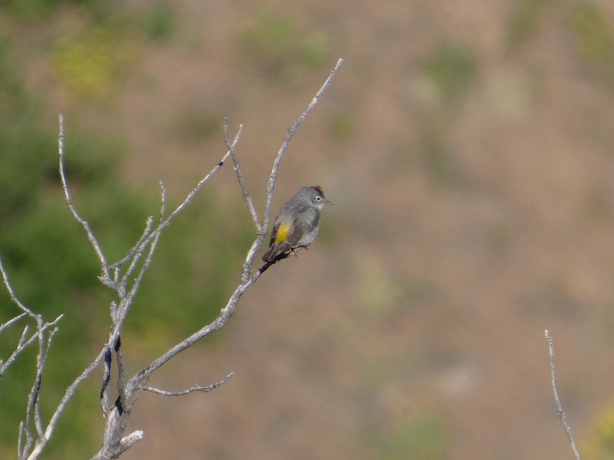 Virginia's Warbler - ML638149879
