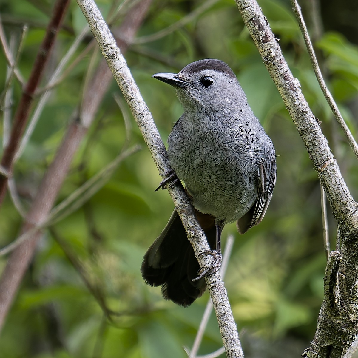 Gray Catbird - ML638149909