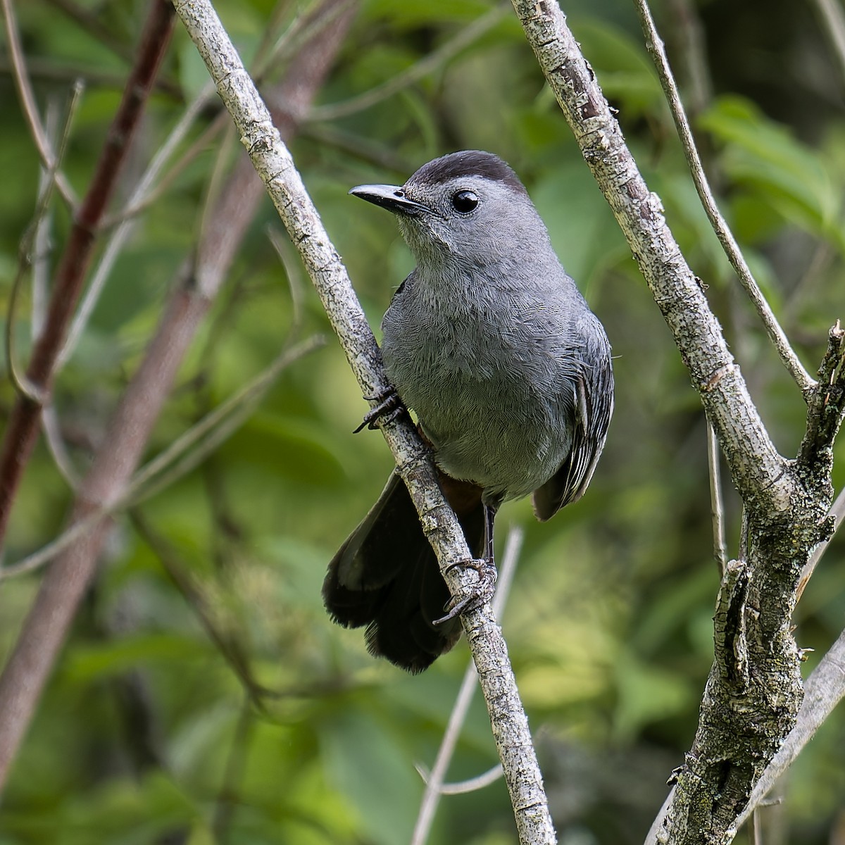 Gray Catbird - ML638149910