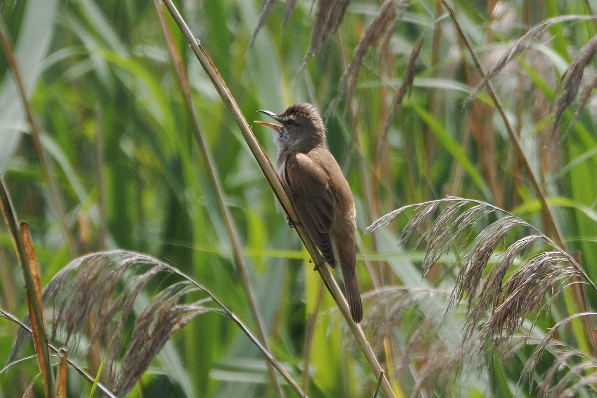 Great Reed Warbler - ML638149935