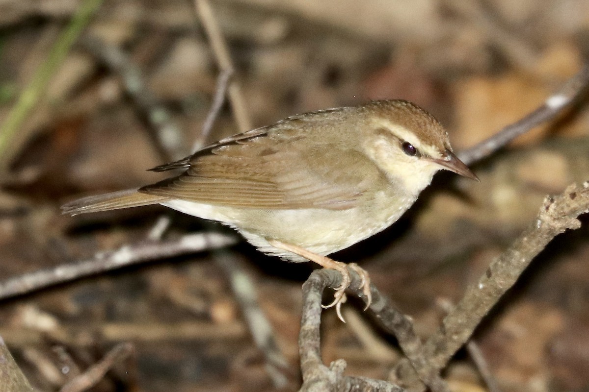 Swainson's Warbler - ML638149948