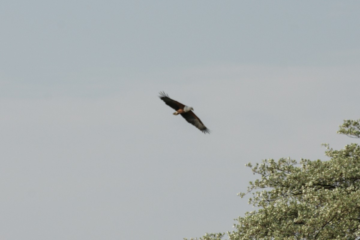 African Fish-Eagle - ML638149990
