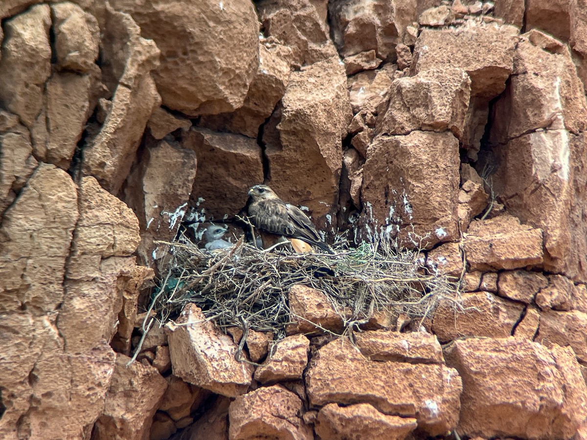 Long-legged Buzzard (Atlas) - ML638149996