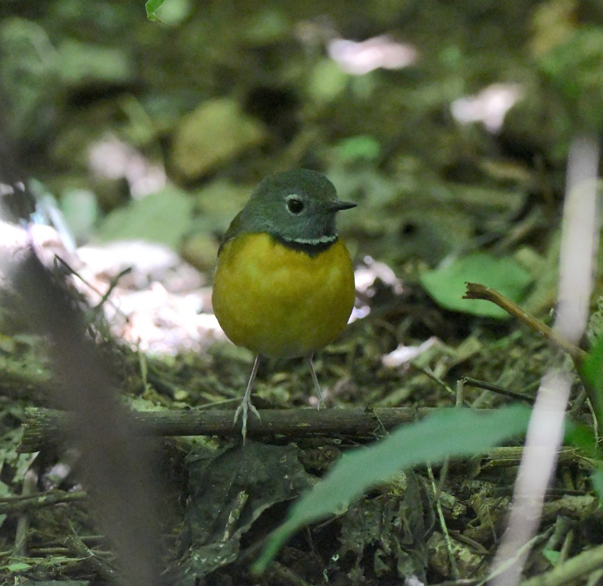 Swynnerton's Robin - ML638150010