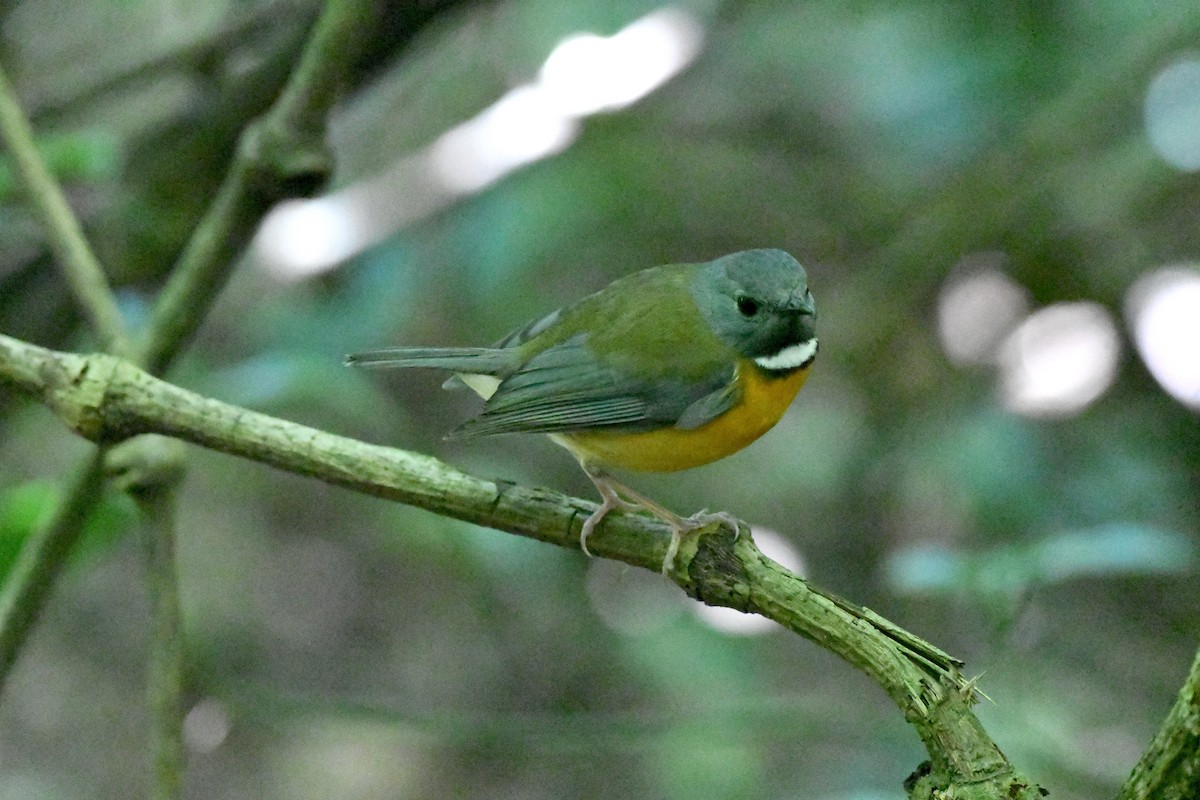 Swynnerton's Robin - ML638150016