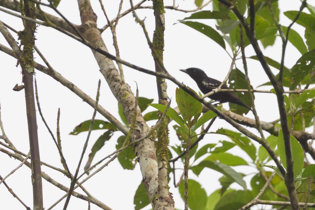 White-winged Becard - ML638150035