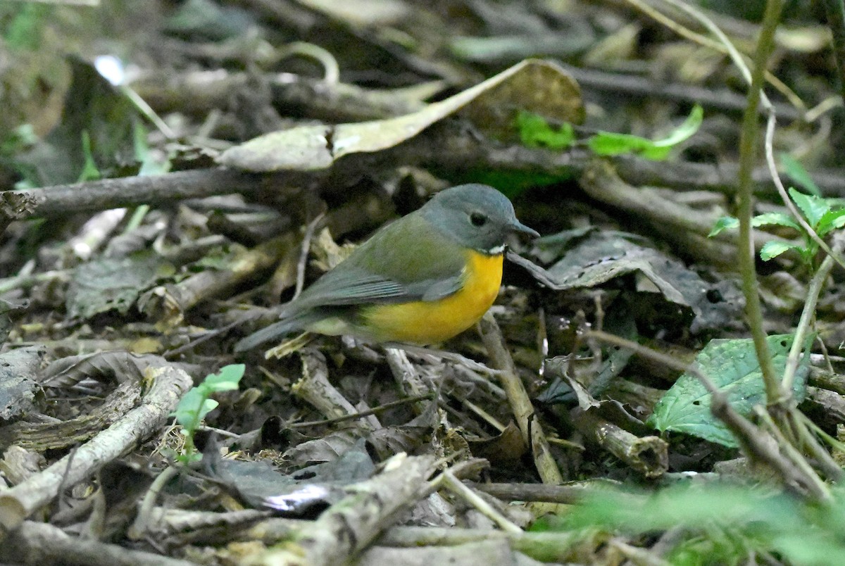 Swynnerton's Robin - ML638150036