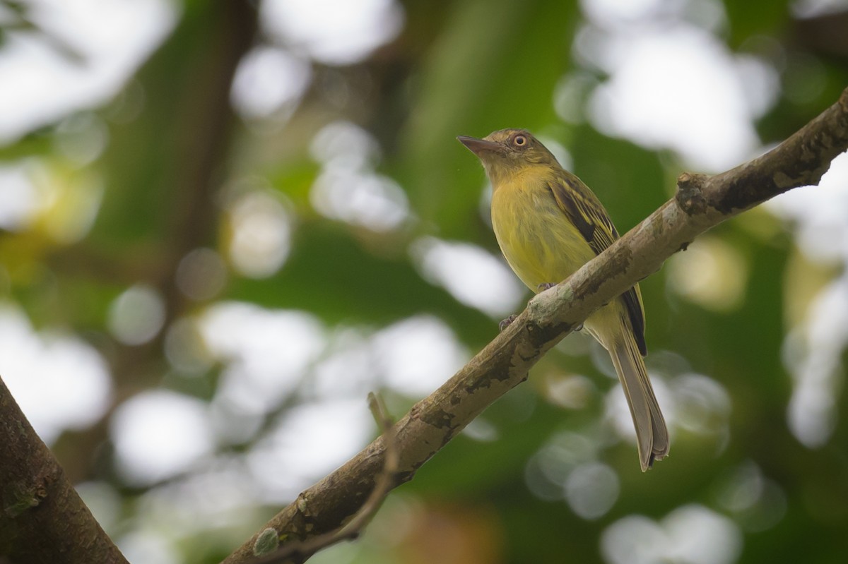 Orange-eyed Flatbill - ML638150037