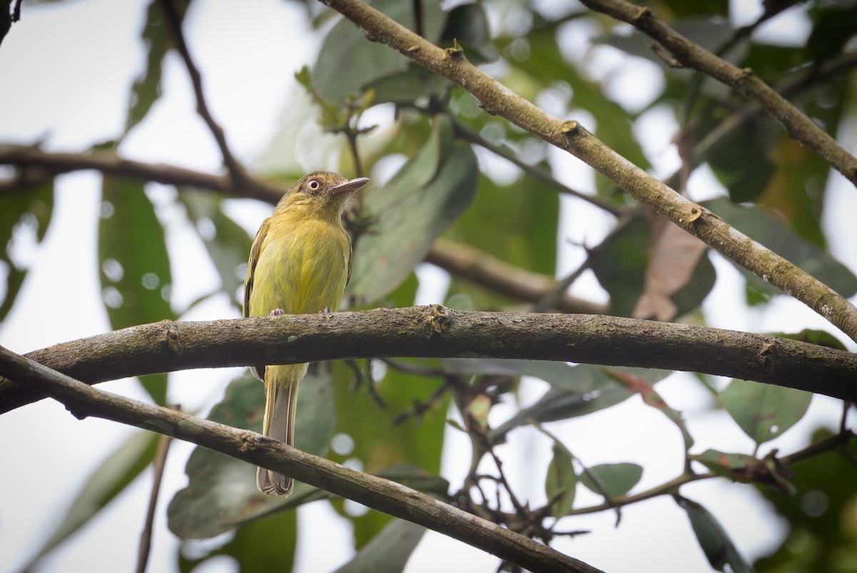 Orange-eyed Flatbill - ML638150038