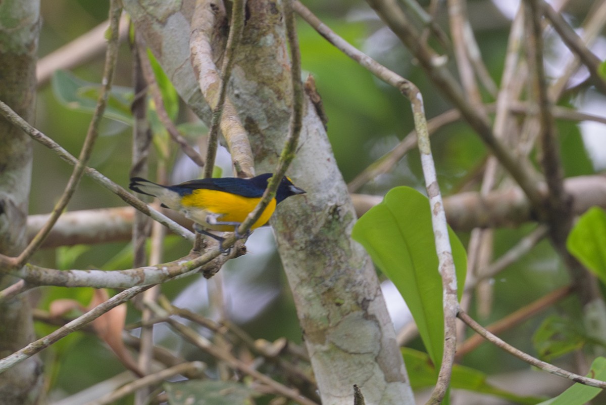 White-vented Euphonia - ML638150058